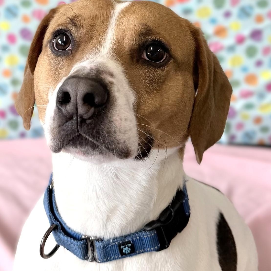 Buster, Adoptable, Adult Male Foxhound & Beagle.