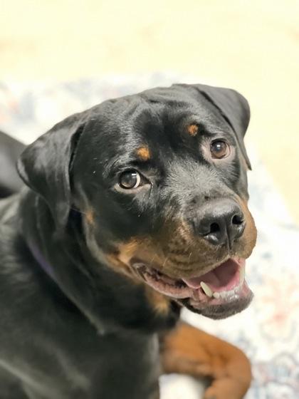 Lil Mama, a ADOPTABLE mixed breed in Sacramento, CA image 1/2