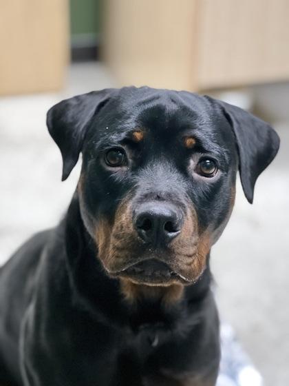 Lil Mama, a ADOPTABLE mixed breed in Sacramento, CA image 2/2