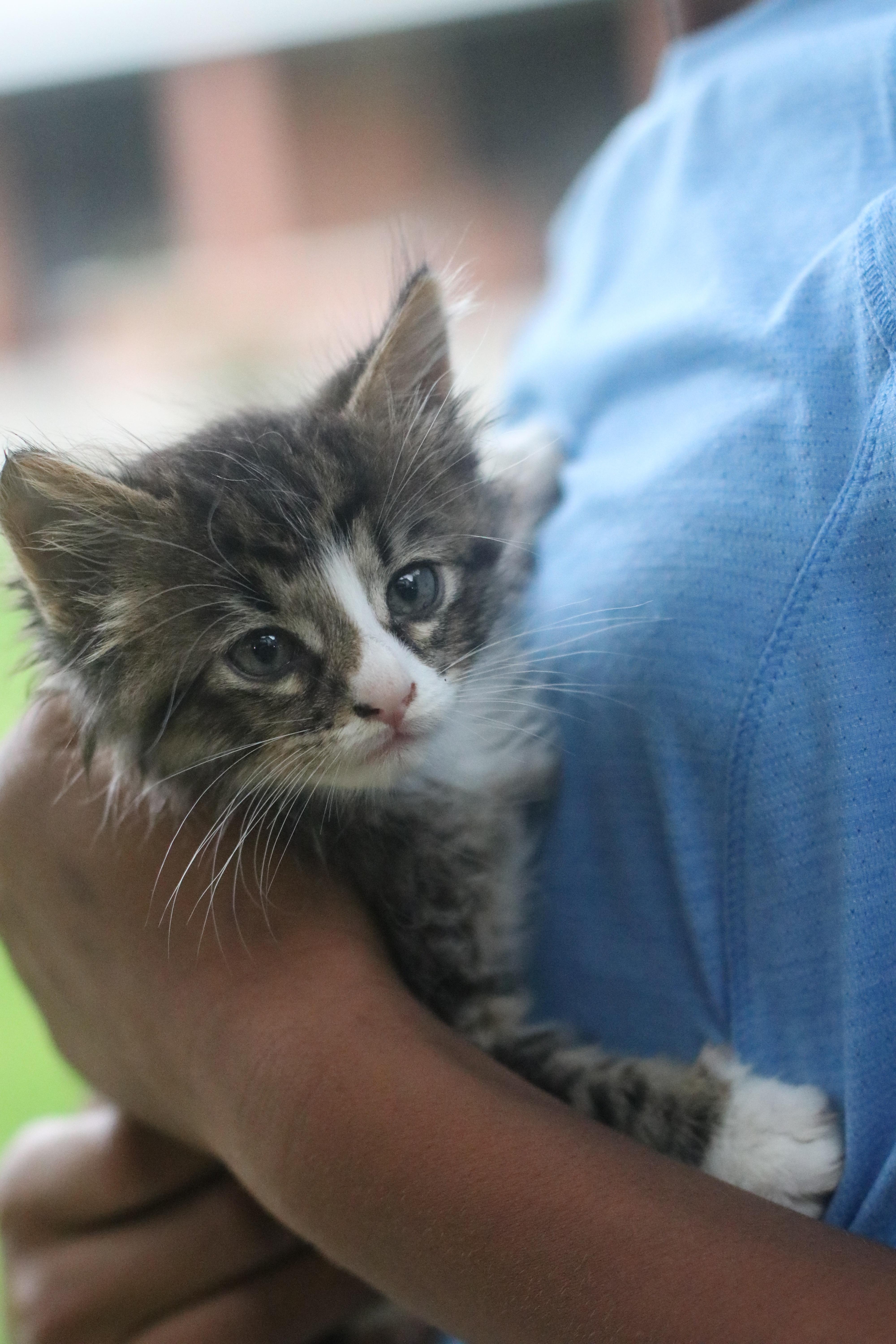 Toby, an adopted Domestic Long Hair in Houston, TX image 2/2
