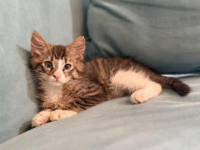 Toby, adopted, Kitten Male Domestic Long Hair.