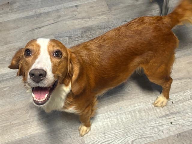 Jessie, Adopted, Adult Female Beagle.