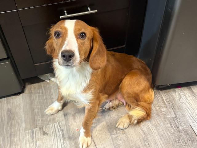 Enlarge Jessie, a Adopted mixed breed in Scottsburg, IN image 2/2