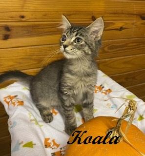 Koala, Adoptable, Kitten Female Tabby.