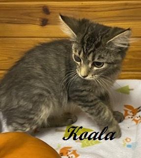 Enlarge Koala, a Adoptable Tabby in Southern Pines, NC image 2/4