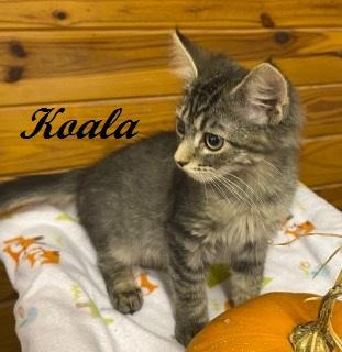 Enlarge Koala, a Adoptable Tabby in Southern Pines, NC image 3/4