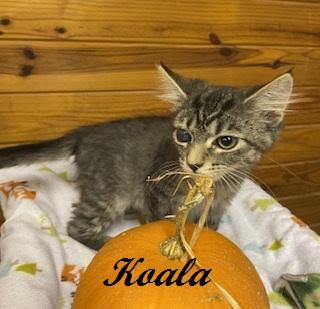 Enlarge Koala, a Adoptable Tabby in Southern Pines, NC image 4/4