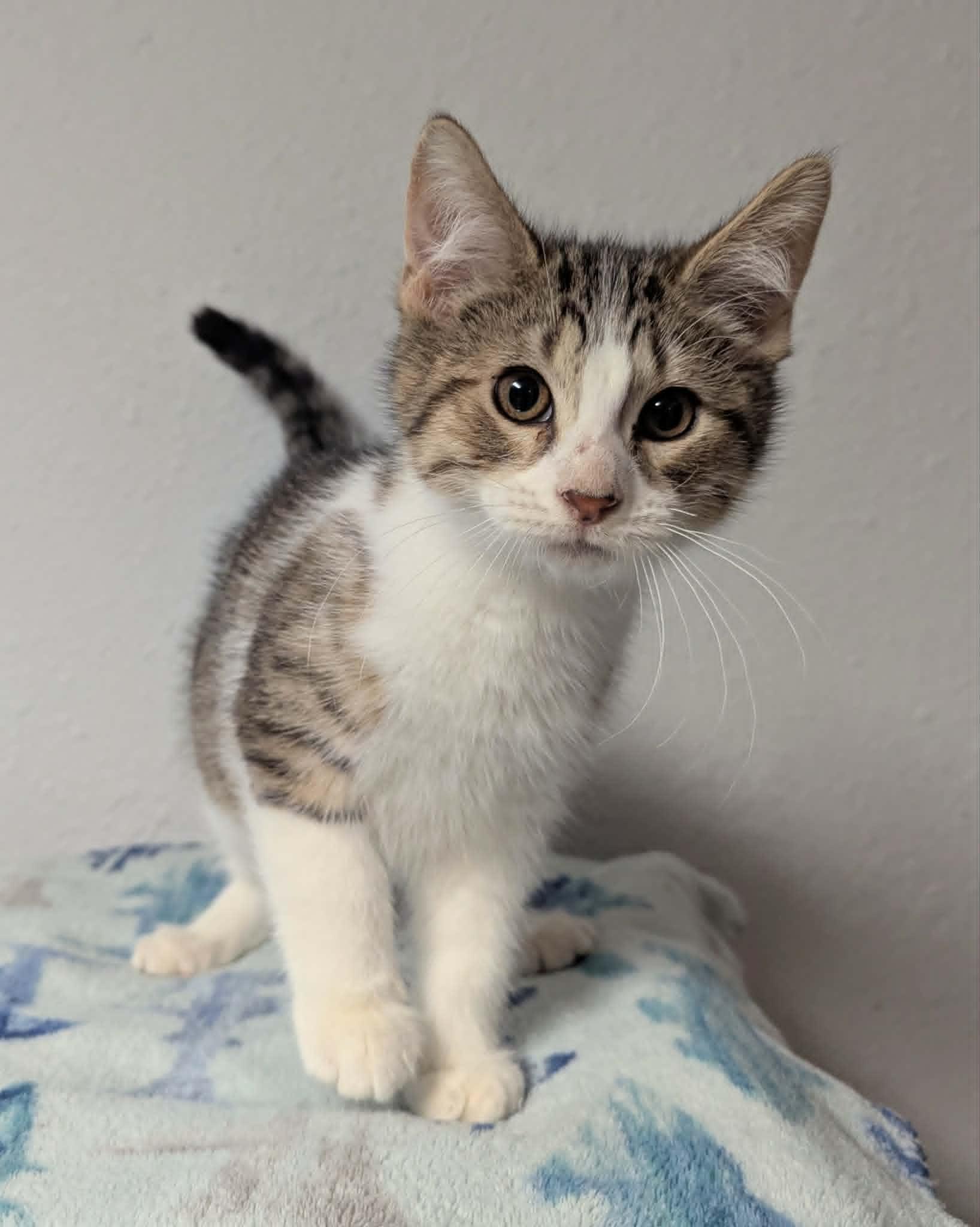 Bandito, ADOPTABLE, Kitten Male Domestic Short Hair.