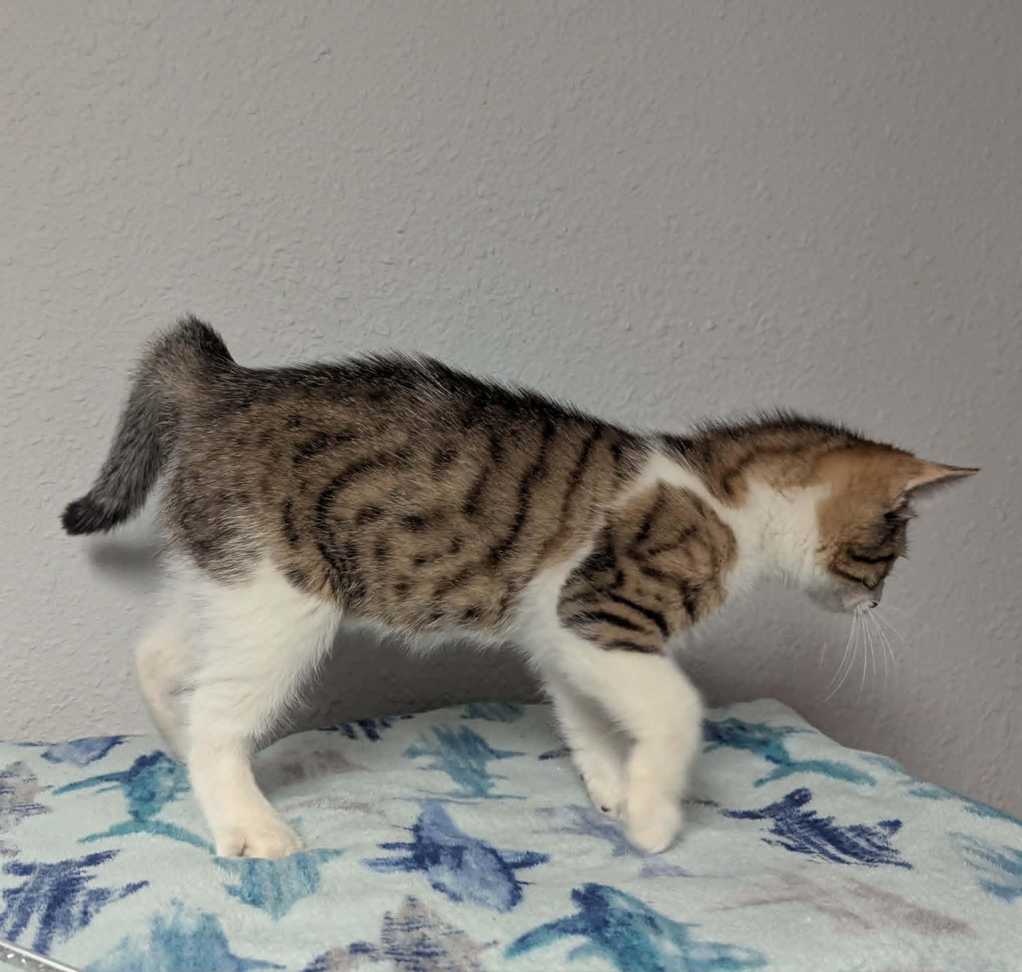 Bandito, a ADOPTABLE Domestic Short Hair in Little Falls, MN image 3/3