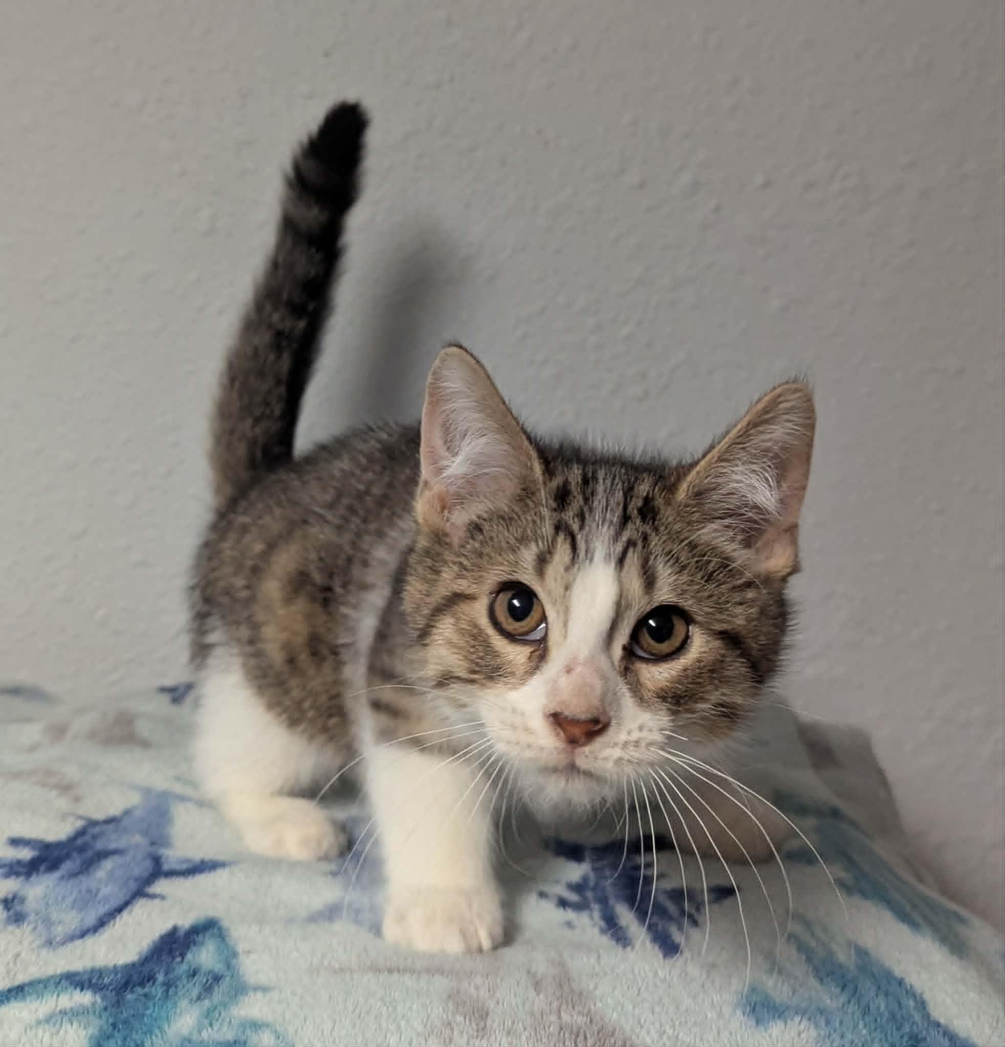 Bandito, a ADOPTABLE Domestic Short Hair in Little Falls, MN image 2/3