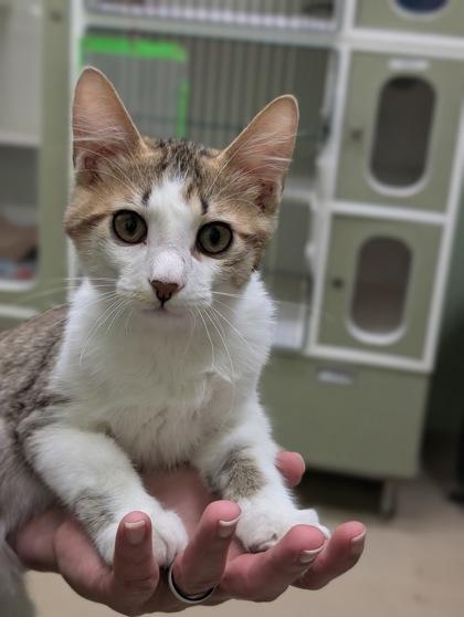 Dale, Adoptable, Adult Male Domestic Short Hair & Domestic Short Hair.