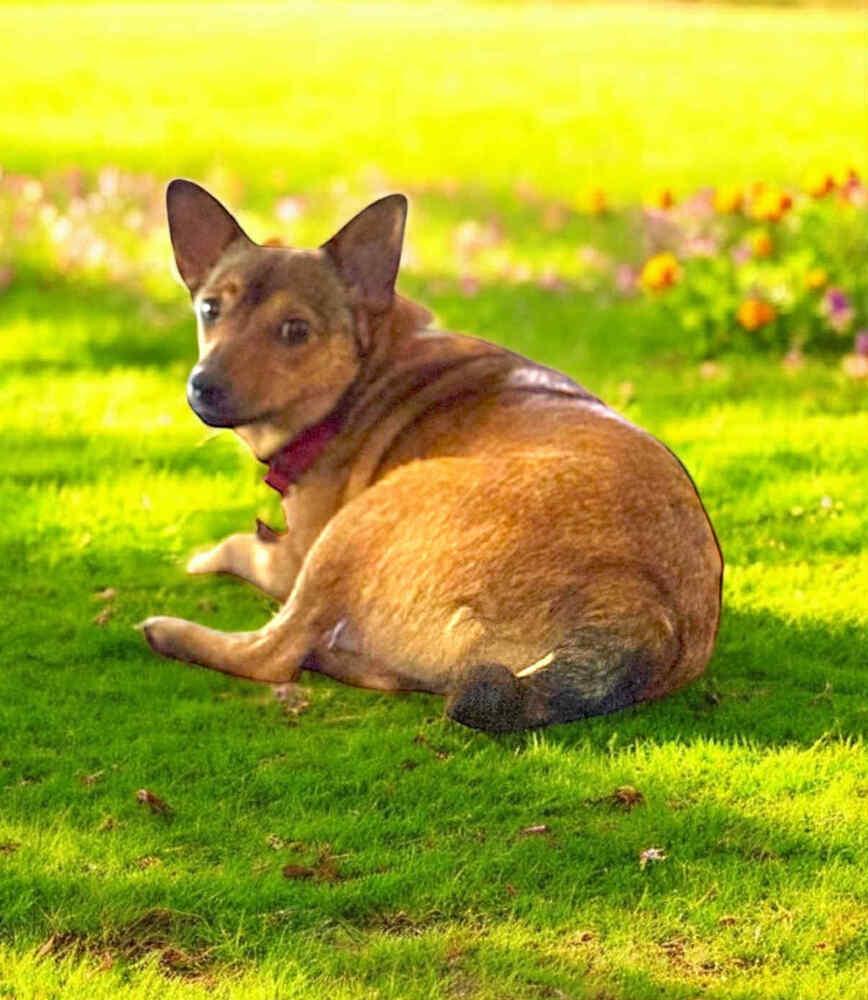 Mora, Adoptable, Adult Female Miniature Pinscher.