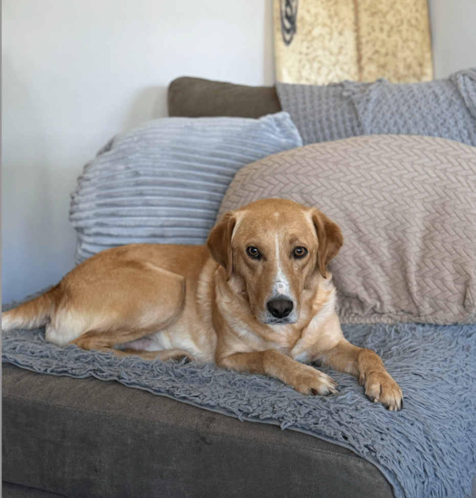 Yeller, Adoptable, Adult Male Yellow Labrador Retriever.