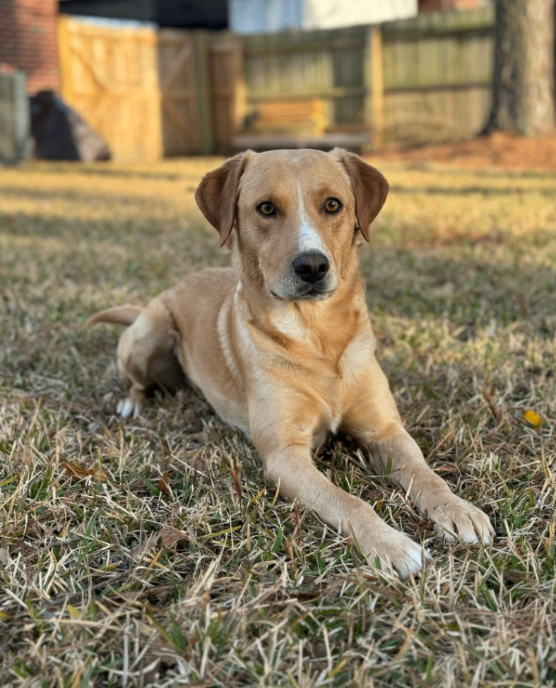 Yeller, Adoptable, Adult Male Yellow Labrador Retriever.