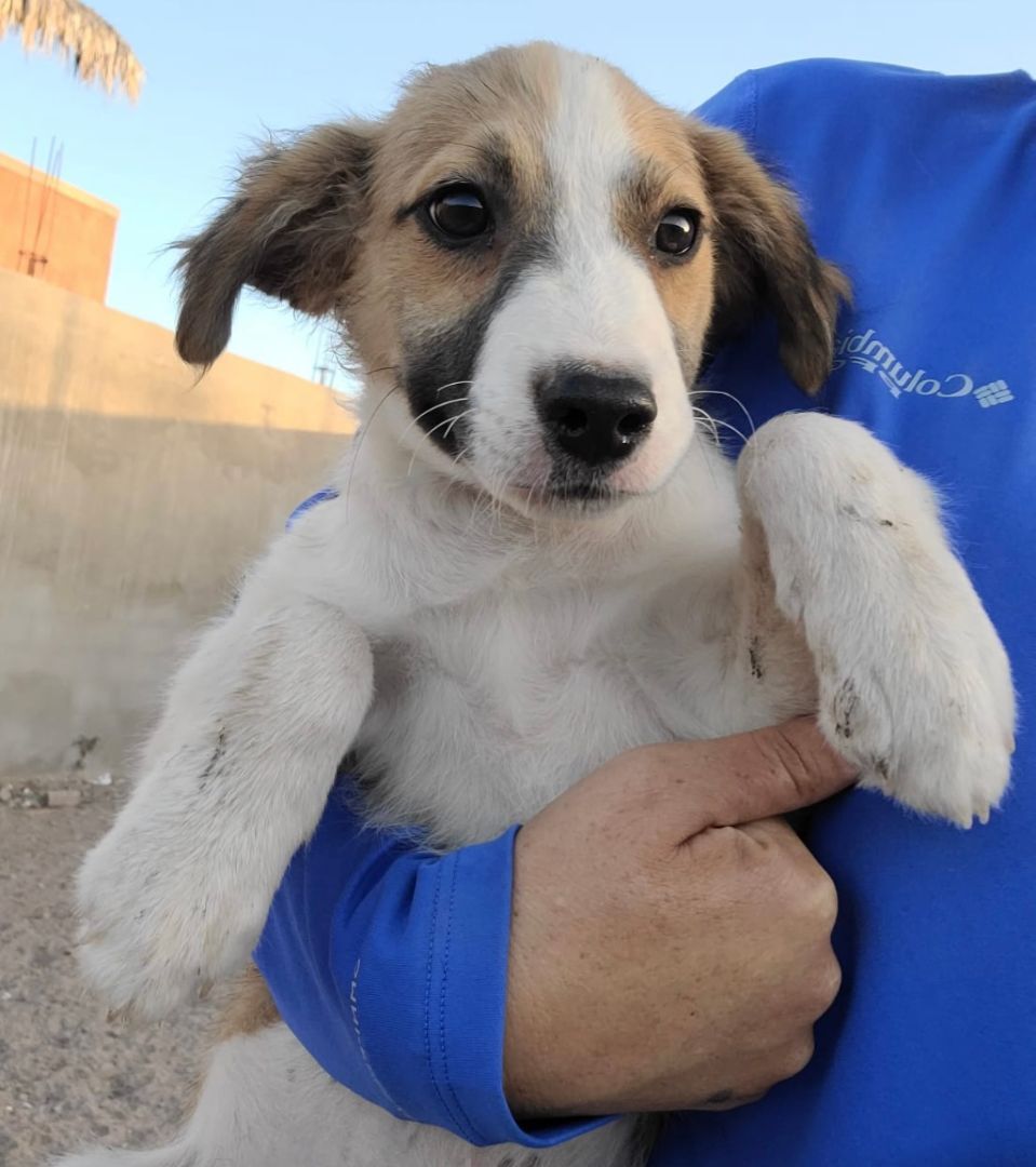 Enlarge Bert, a Adopted Mixed Breed in Nopolo, BCS image 1/1