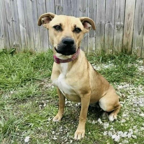 Peach (20251101-03) — thumbnail 3