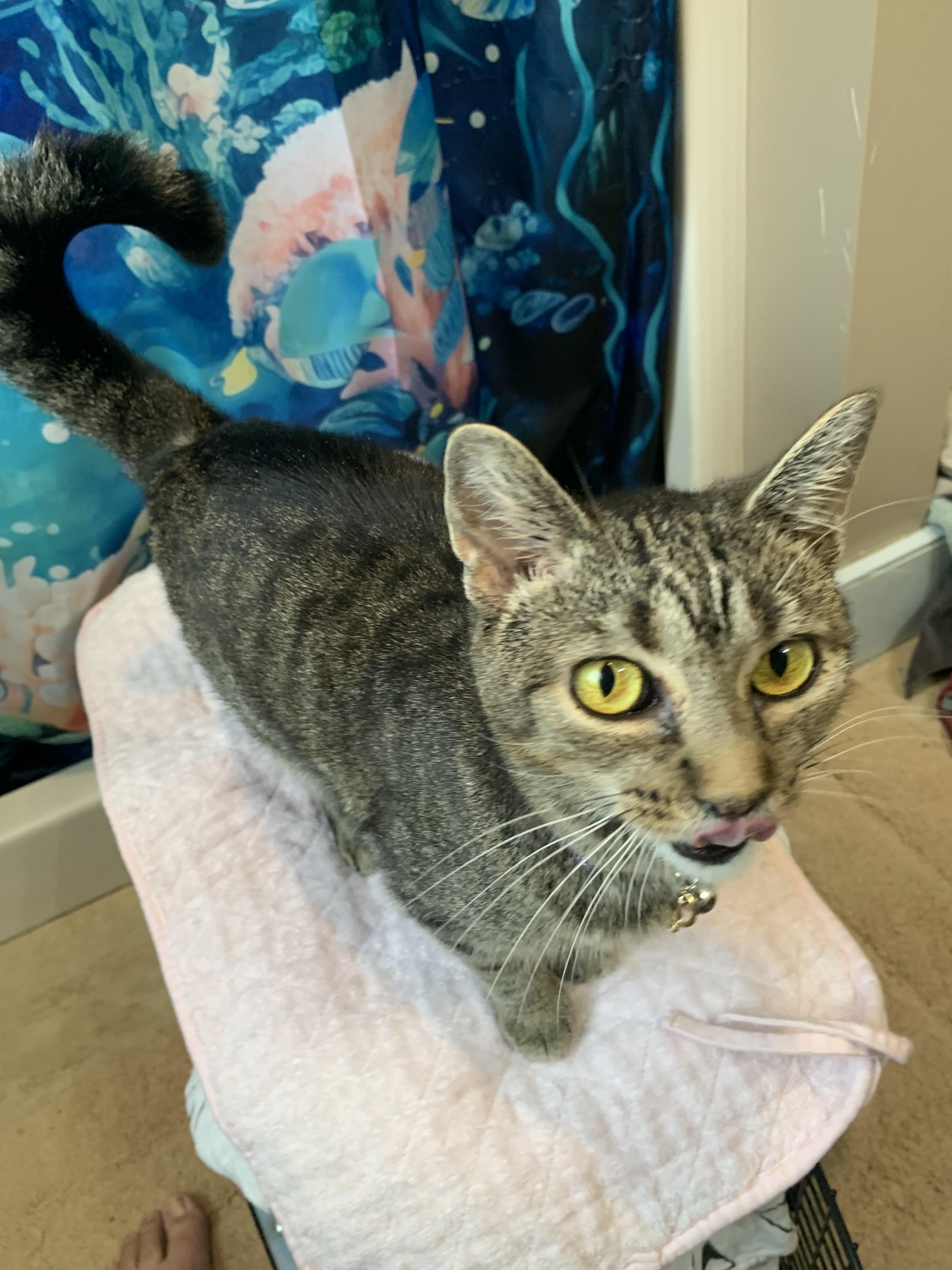 Marbles, an adoptable Domestic Short Hair in New Cumberland, PA image 2/4