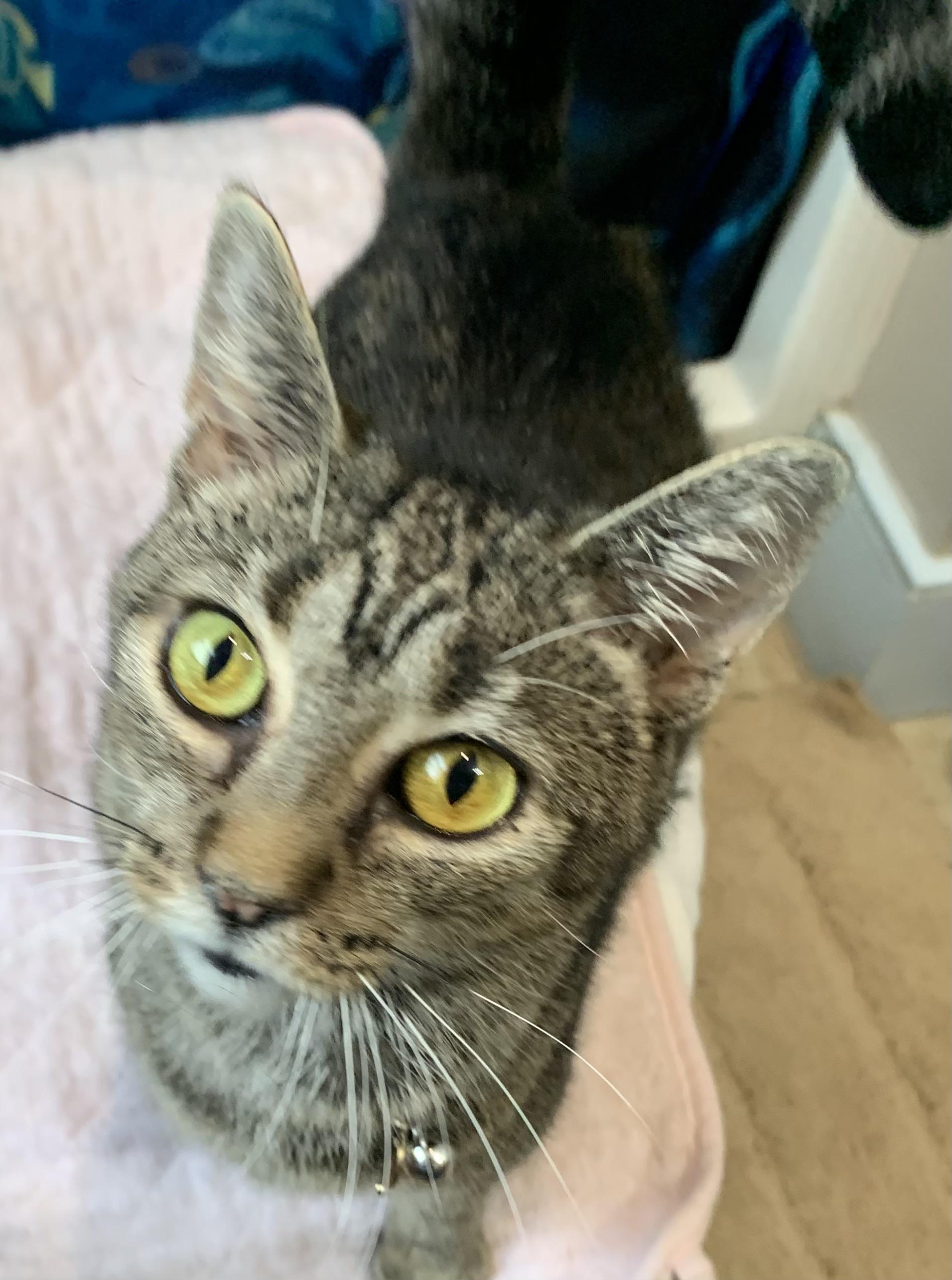 Marbles, an adoptable Domestic Short Hair in New Cumberland, PA image 4/4