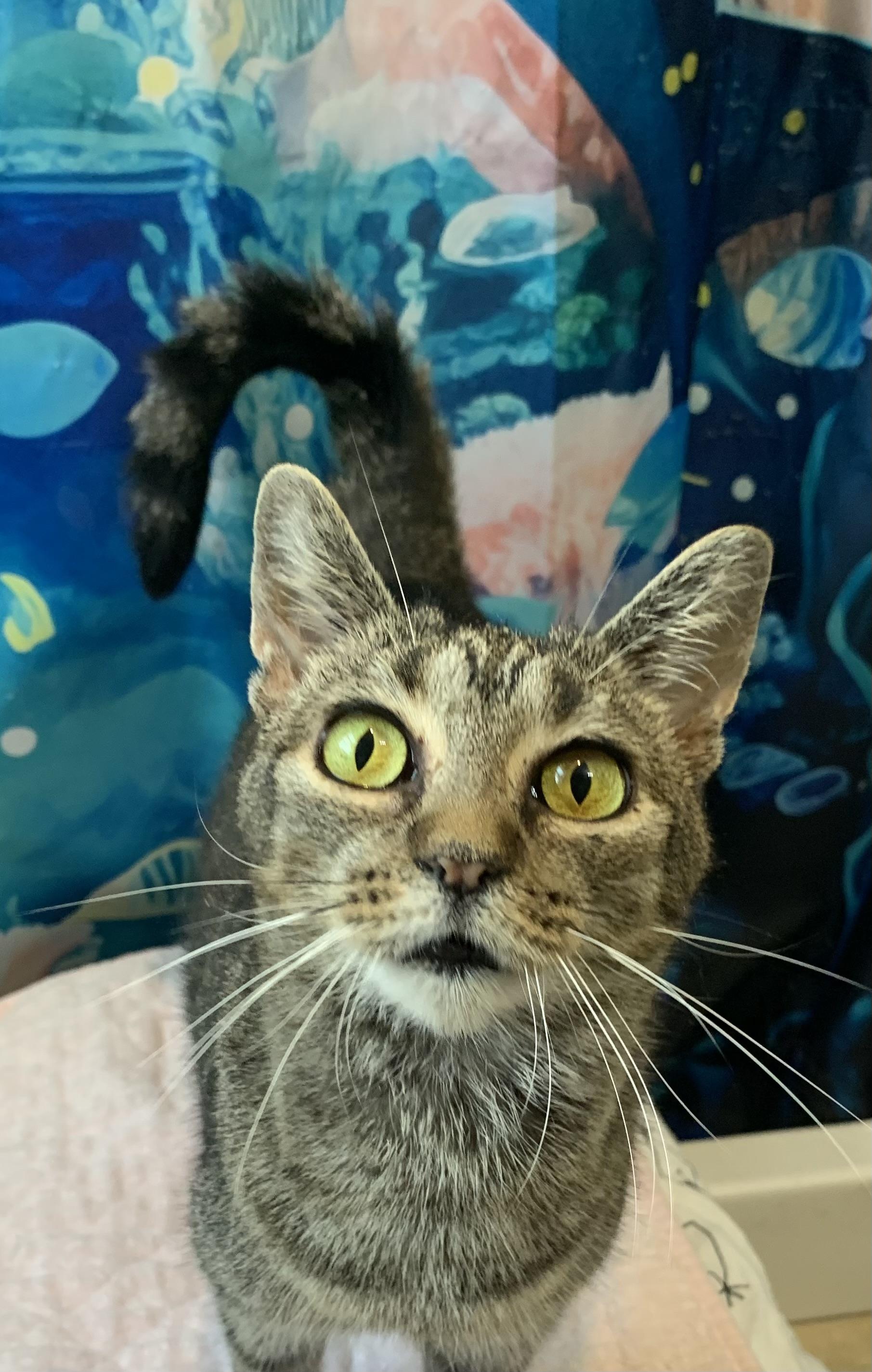 Marbles, adoptable, Adult Female Domestic Short Hair.