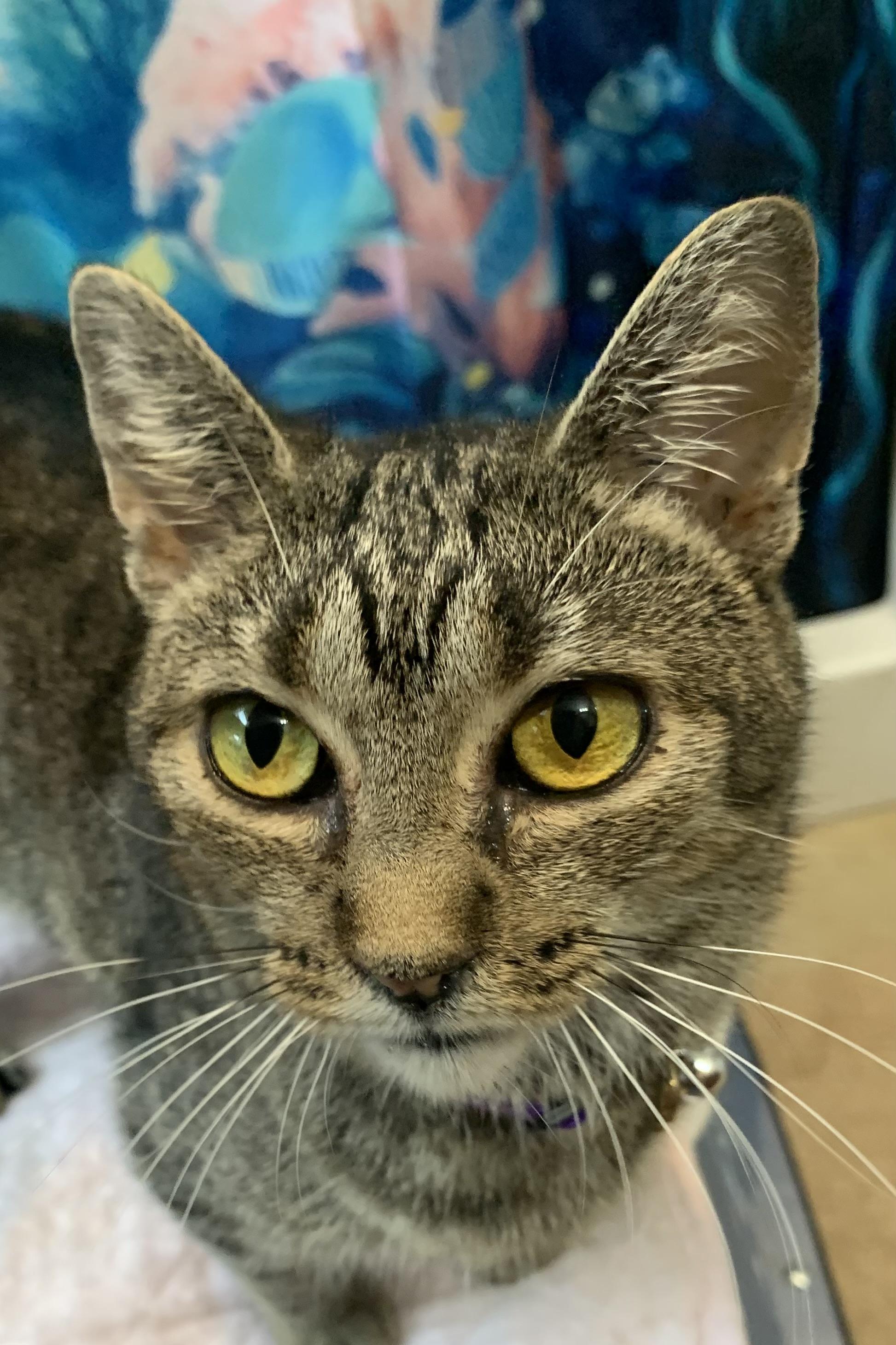 Marbles, an adoptable Domestic Short Hair in New Cumberland, PA image 3/4