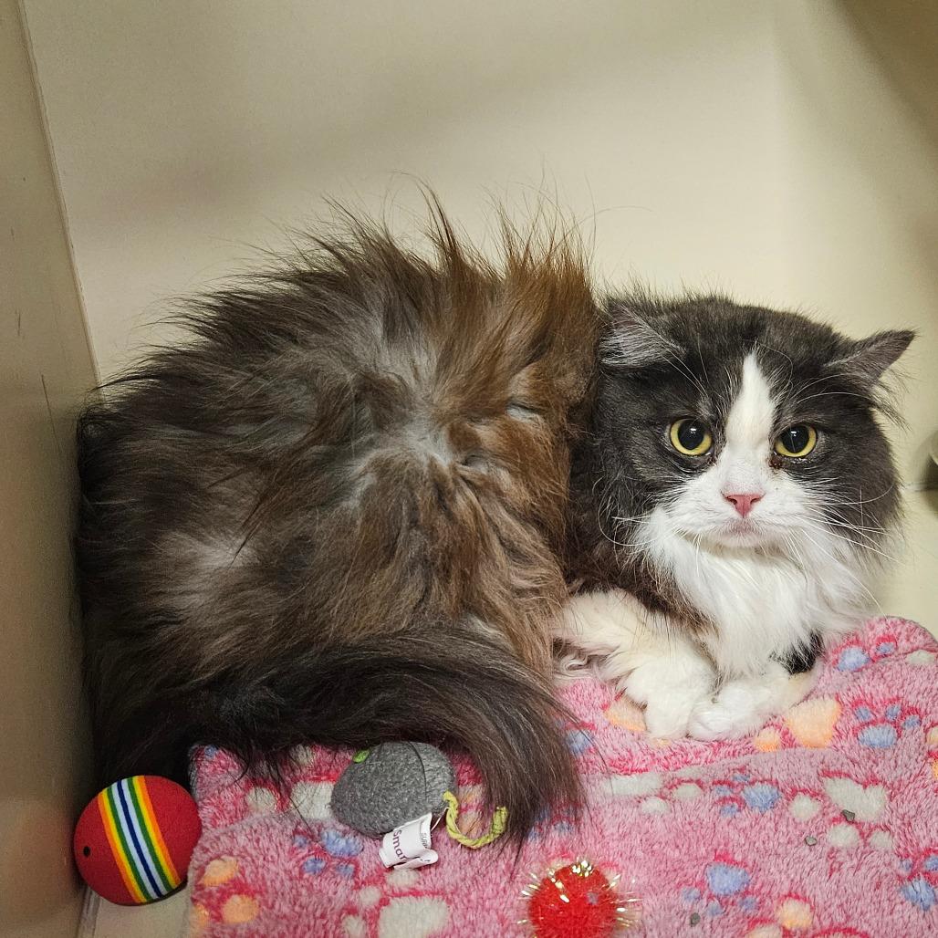 Peanut, Adoptable, Adult Female Persian & Mixed Breed.