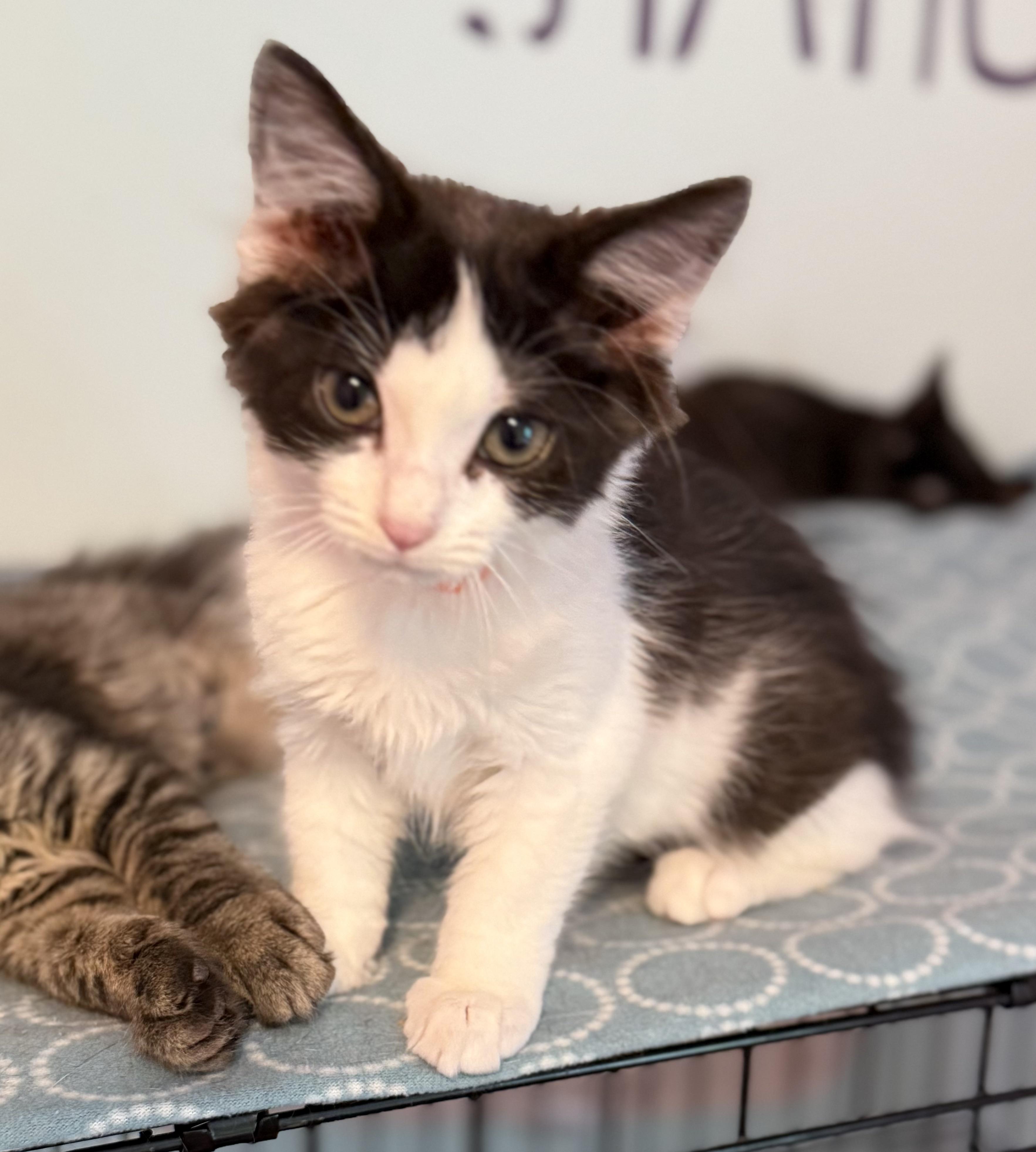 Riley, Baby Female Domestic Short Hair