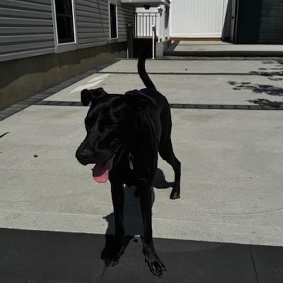 Bradley *courtesy post*, an adoptable mixed breed in Staten Island, NY image 3/3