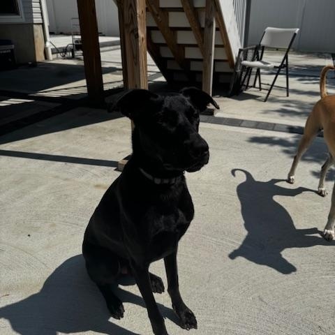 Bradley *courtesy post*, adoptable, Young Male Labrador Retriever & Retriever.