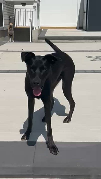 Enlarge Bradley *courtesy post*, an adoptable mixed breed in Staten Island, NY video 2/3