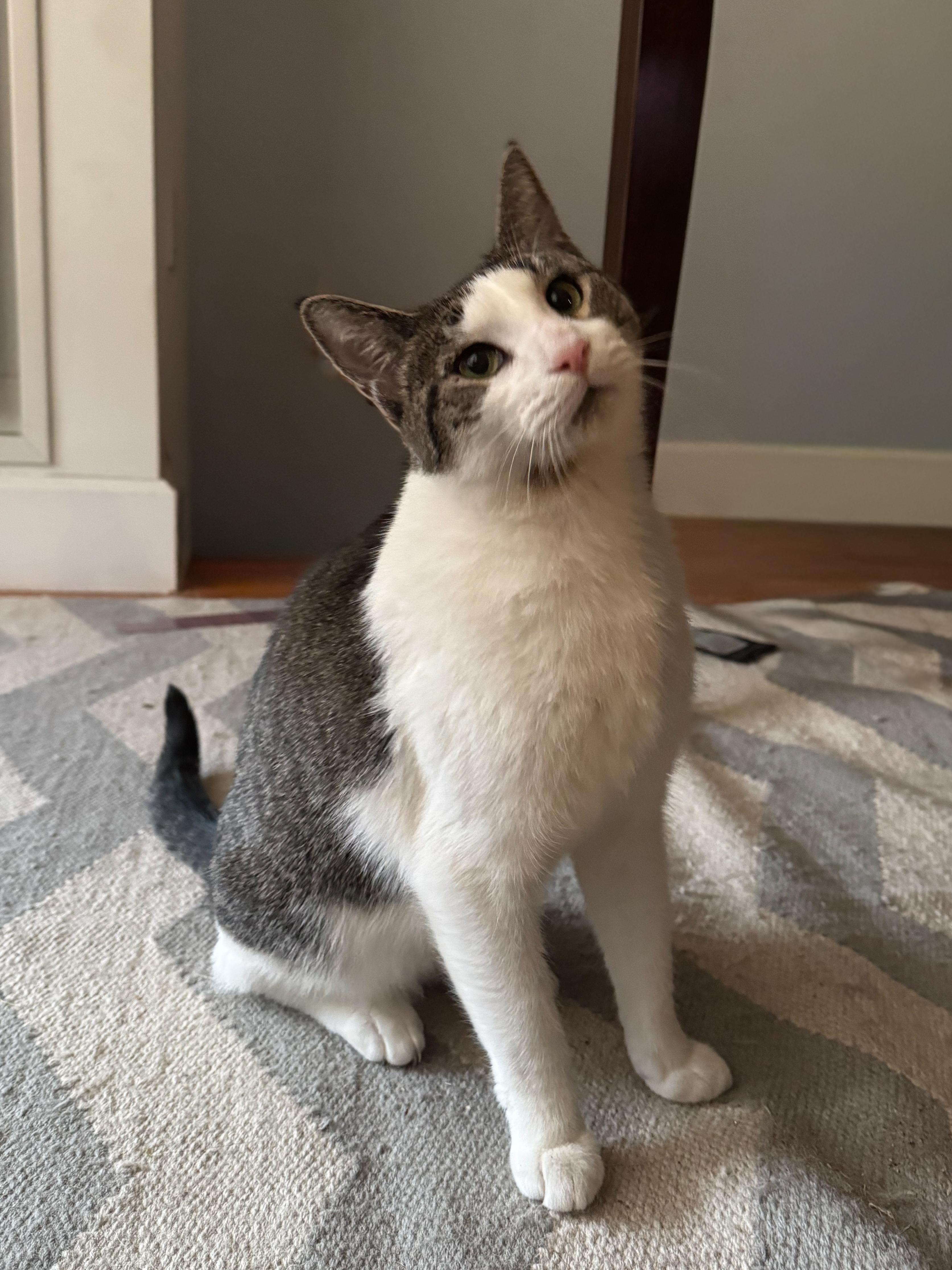 Stitcherella, Adoptable, Young Female Domestic Short Hair.