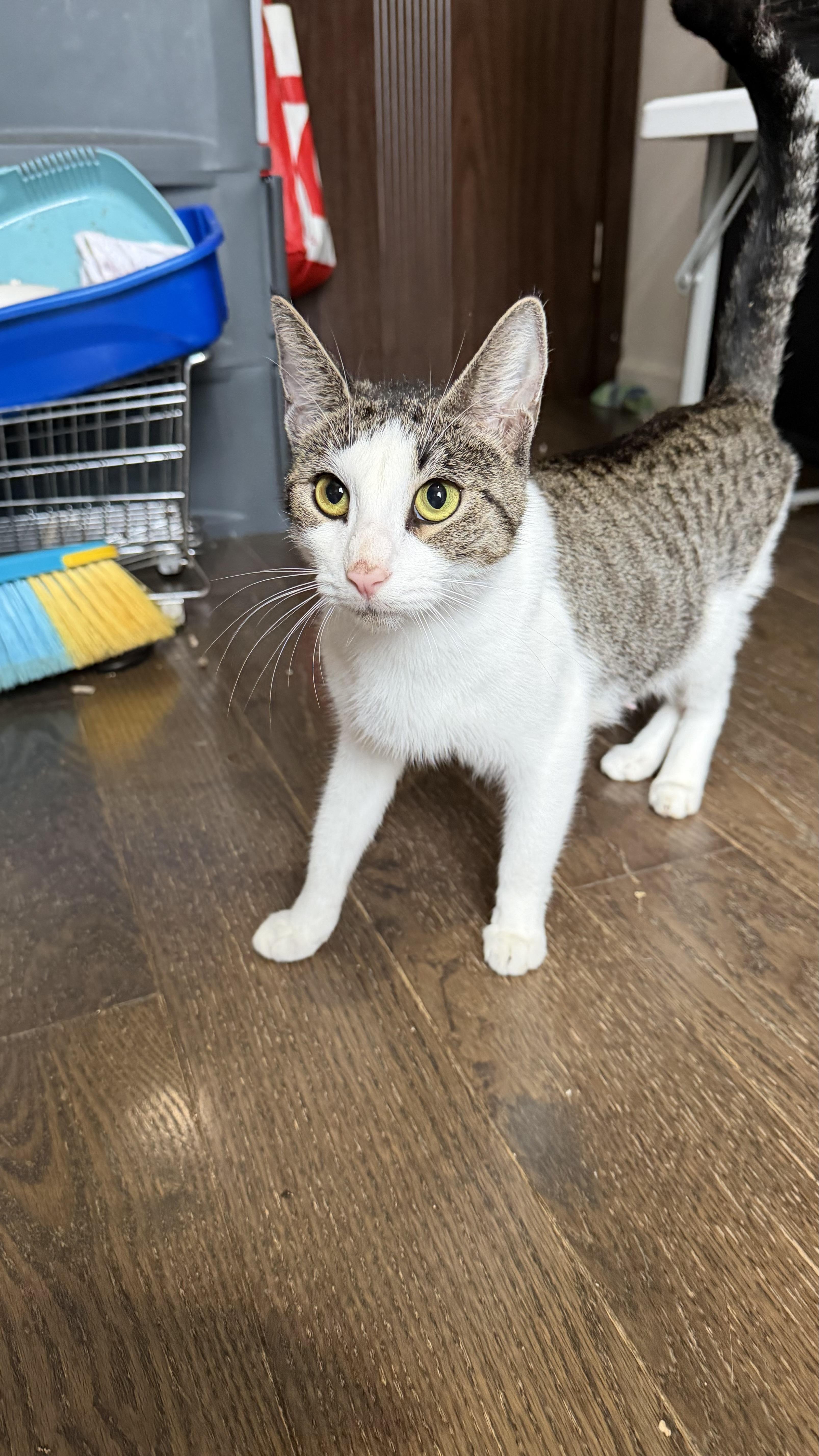 Stitcherella, Adoptable, Young Female Domestic Short Hair.