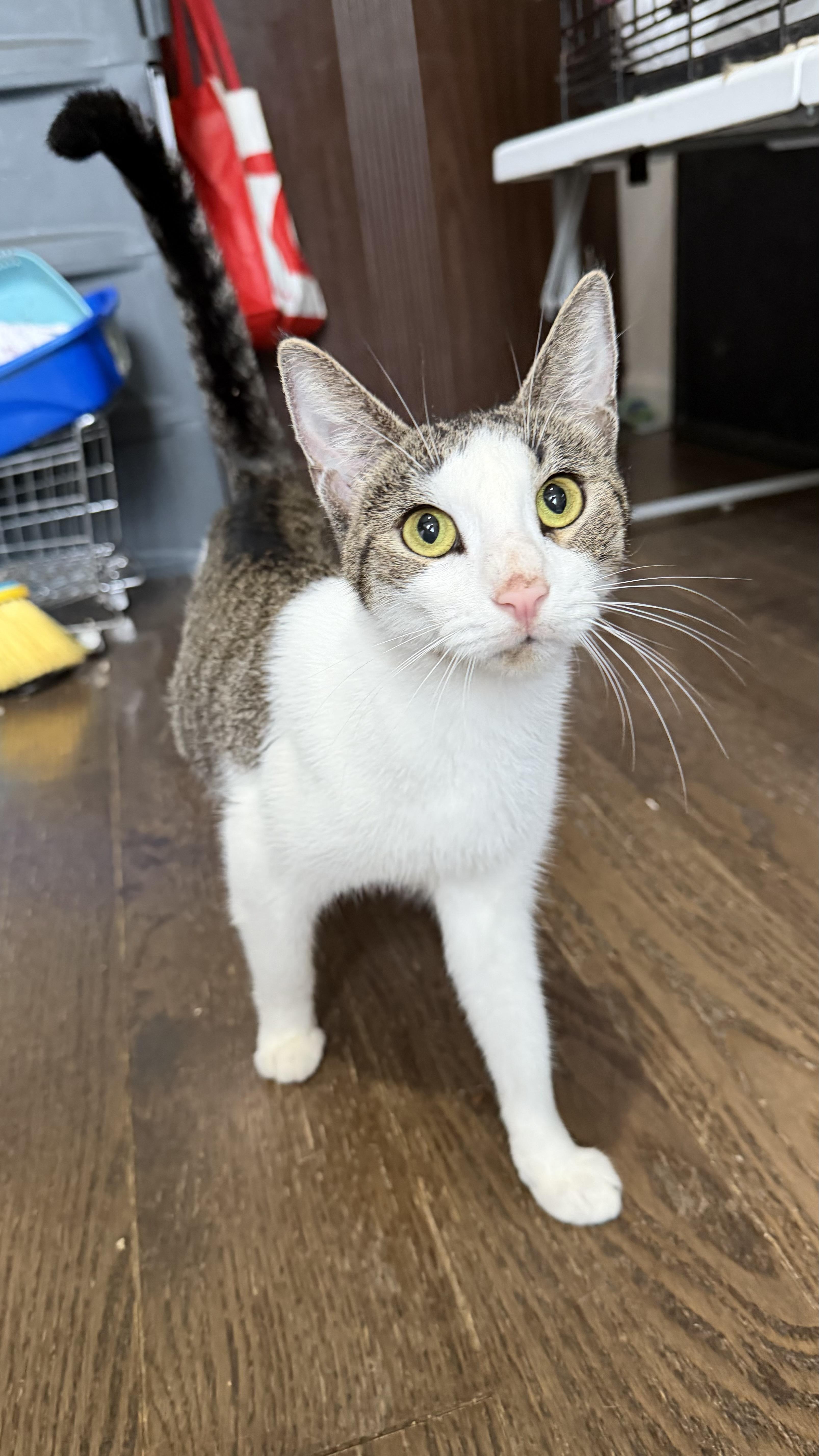 Enlarge Stitcherella, a Adoptable Domestic Short Hair in Brooklyn, NY image 2/2