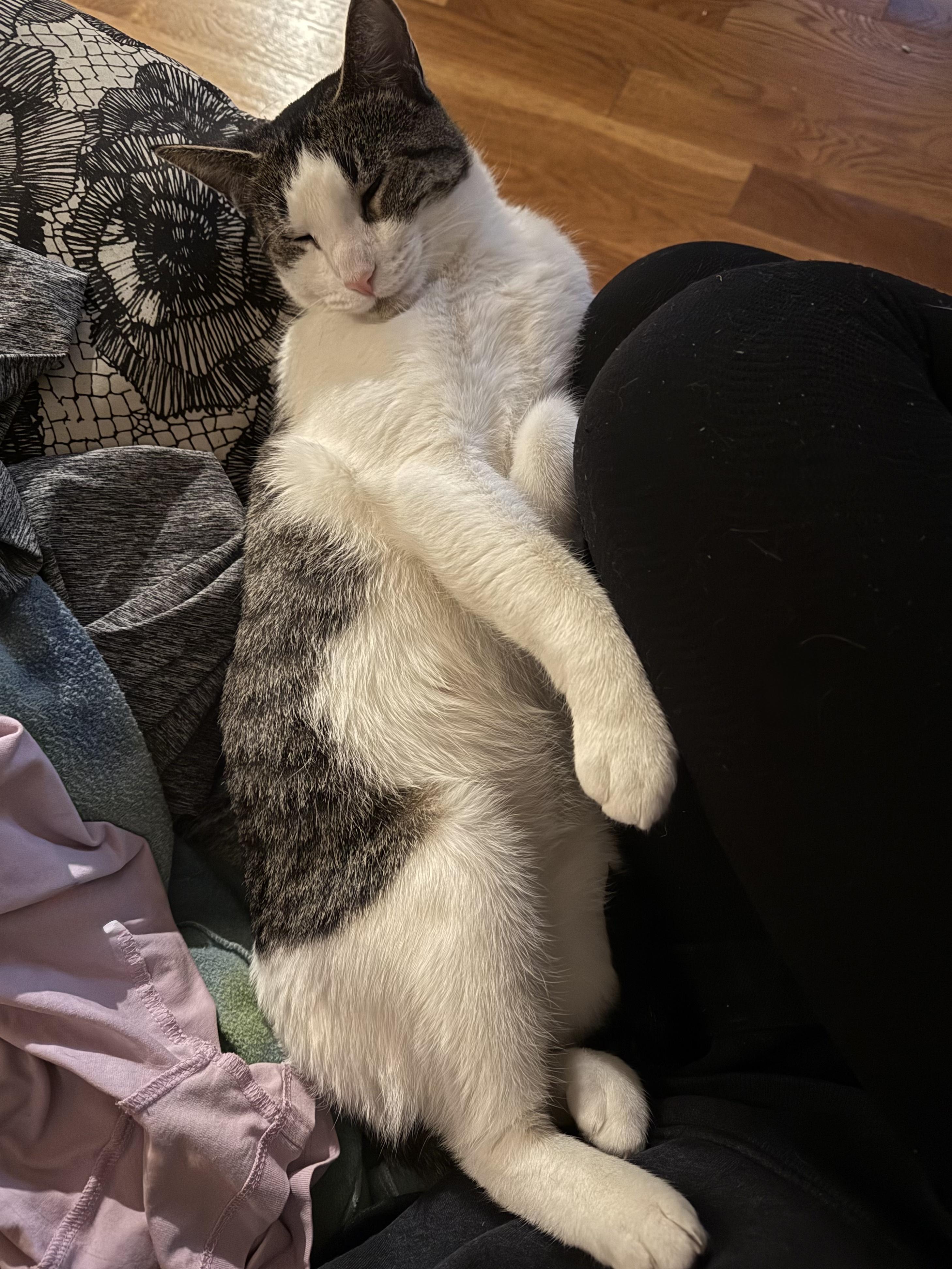 Enlarge Stitcherella, a Adoptable Domestic Short Hair in Brooklyn, NY image 4/5