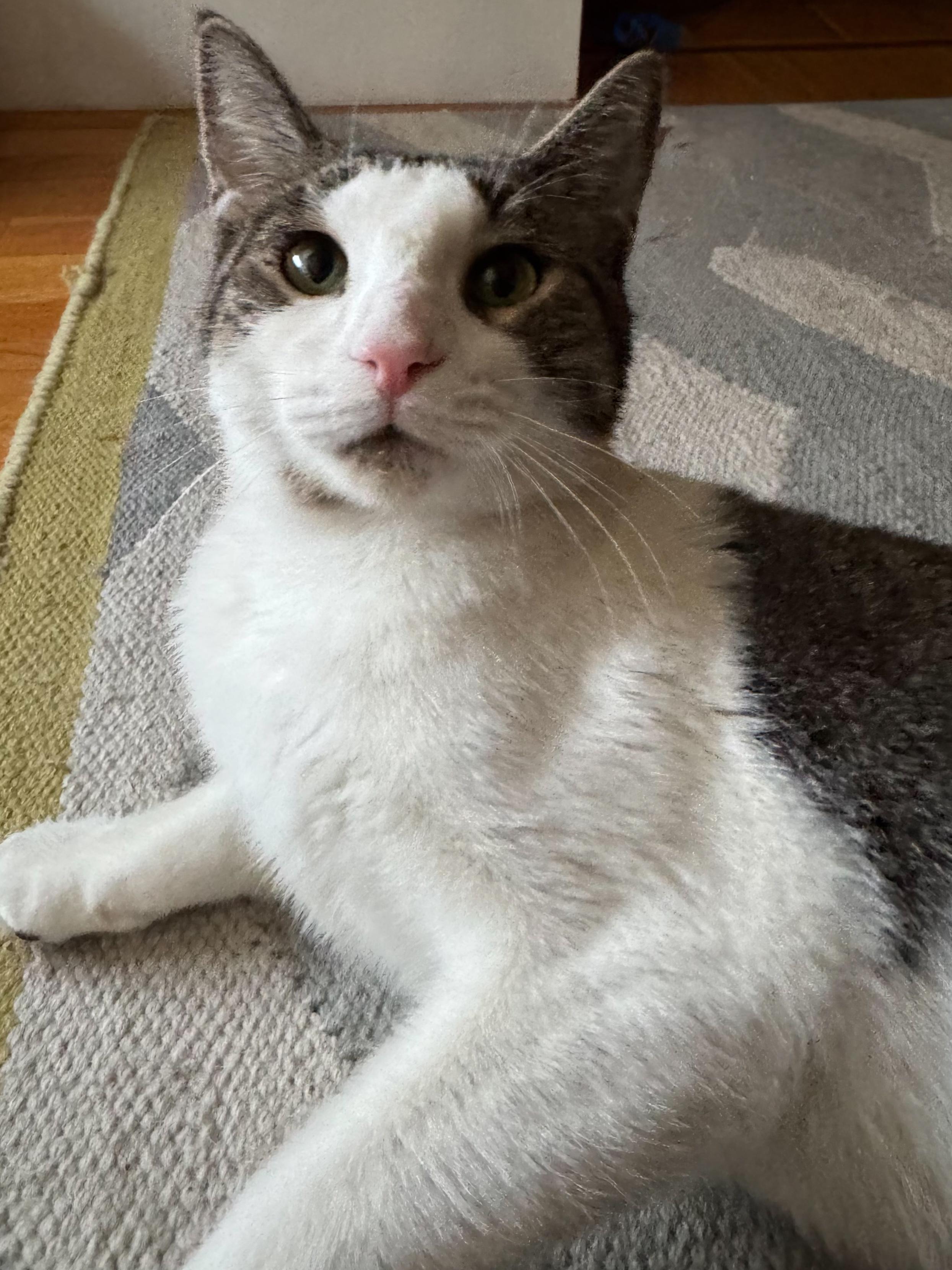 Enlarge Stitcherella, a Adoptable Domestic Short Hair in Brooklyn, NY image 5/5