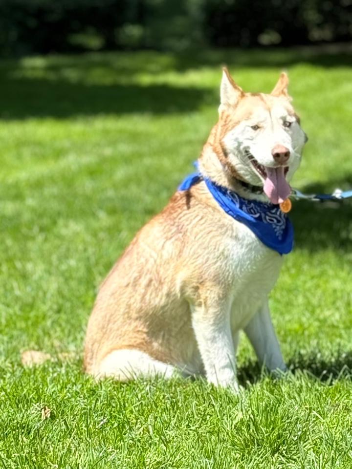 Enlarge Akeyo, a Adoptable Siberian Husky in Old Westbury, NY image 4/6