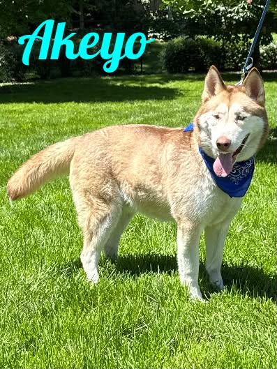Enlarge Akeyo, a Adoptable Siberian Husky in Old Westbury, NY image 1/6