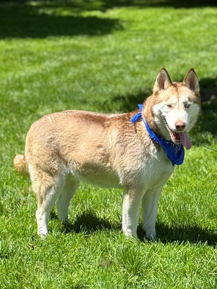 Enlarge Akeyo, a Adoptable Siberian Husky in Old Westbury, NY image 5/6