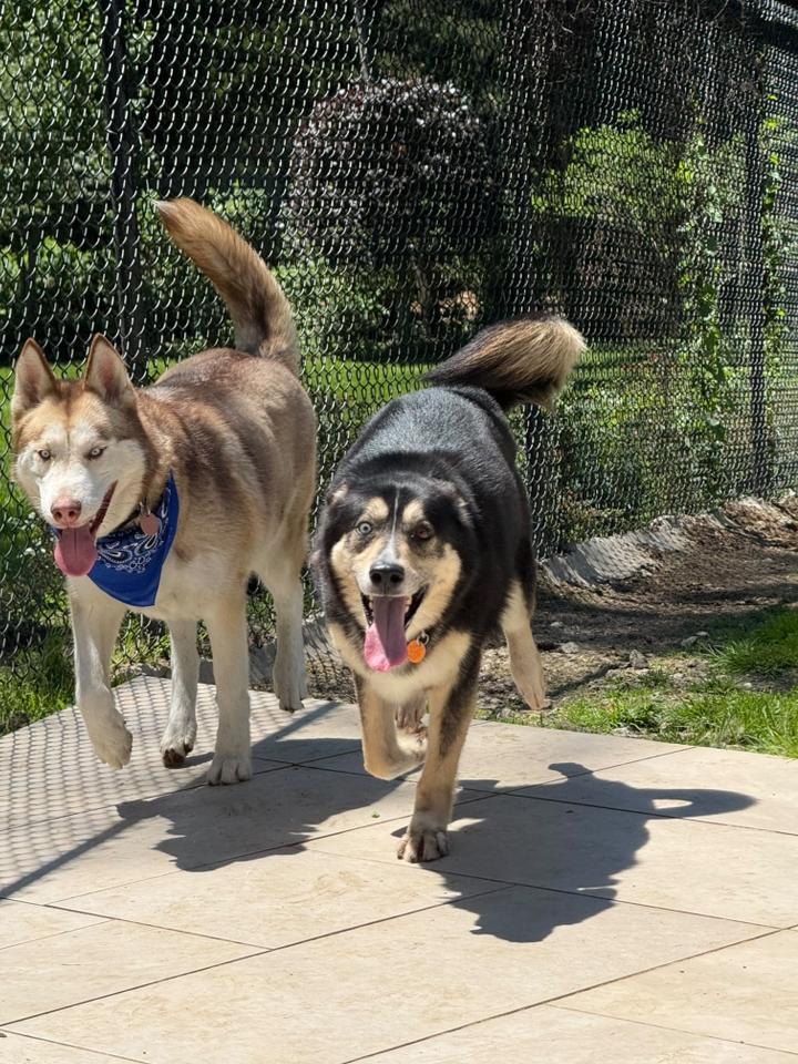 Enlarge Akeyo, a Adoptable Siberian Husky in Old Westbury, NY image 3/6