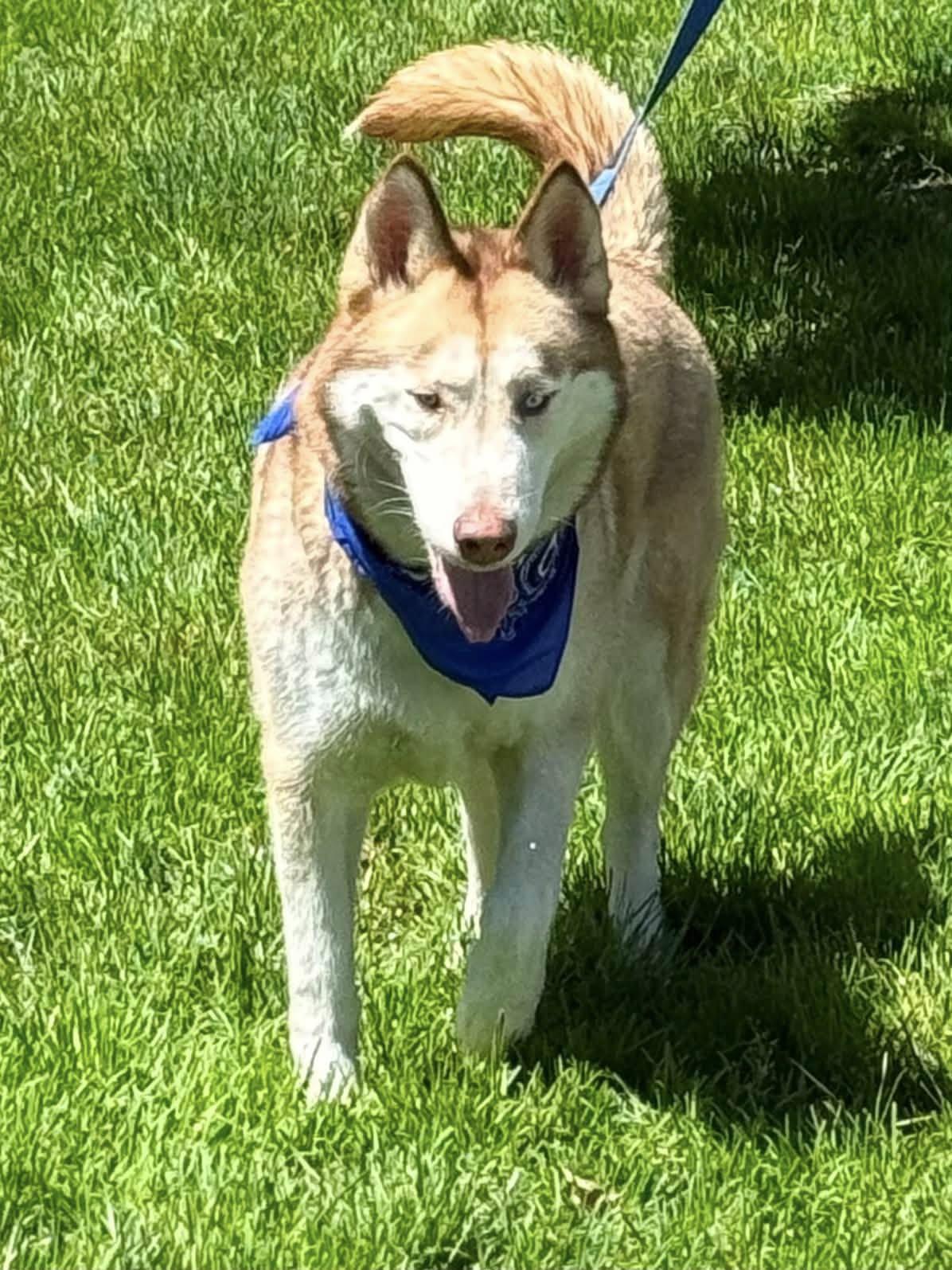 Enlarge Akeyo, a Adoptable Siberian Husky in Old Westbury, NY image 6/6