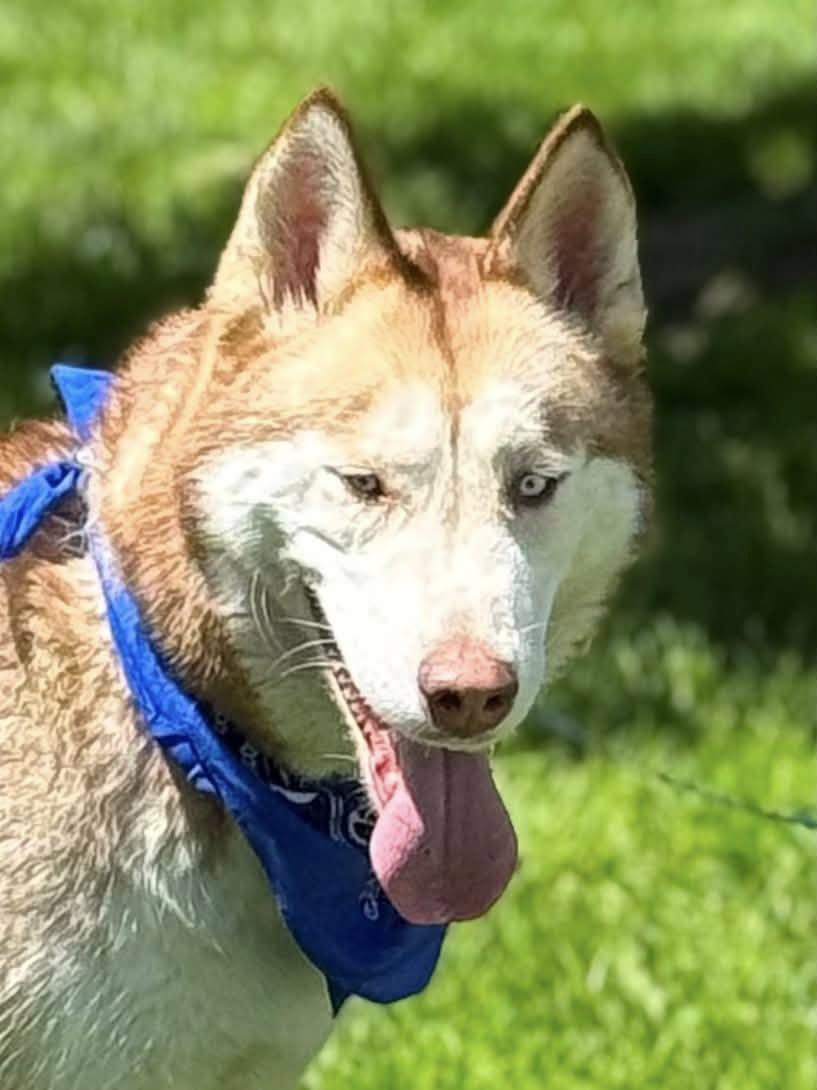 Enlarge Akeyo, a Adoptable Siberian Husky in Old Westbury, NY image 2/6