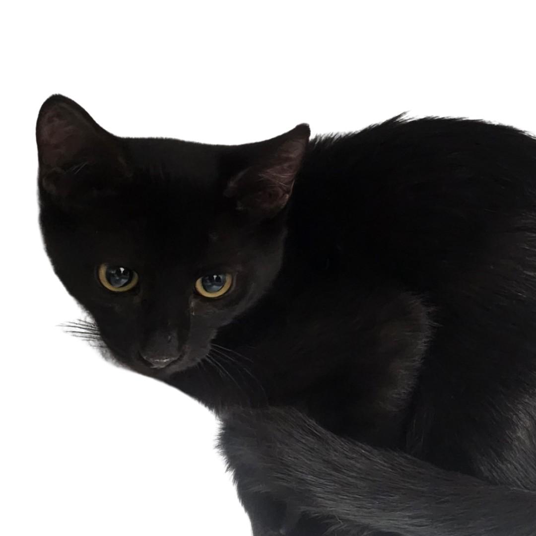 AJ, Adoptable, Young Female Domestic Short Hair.