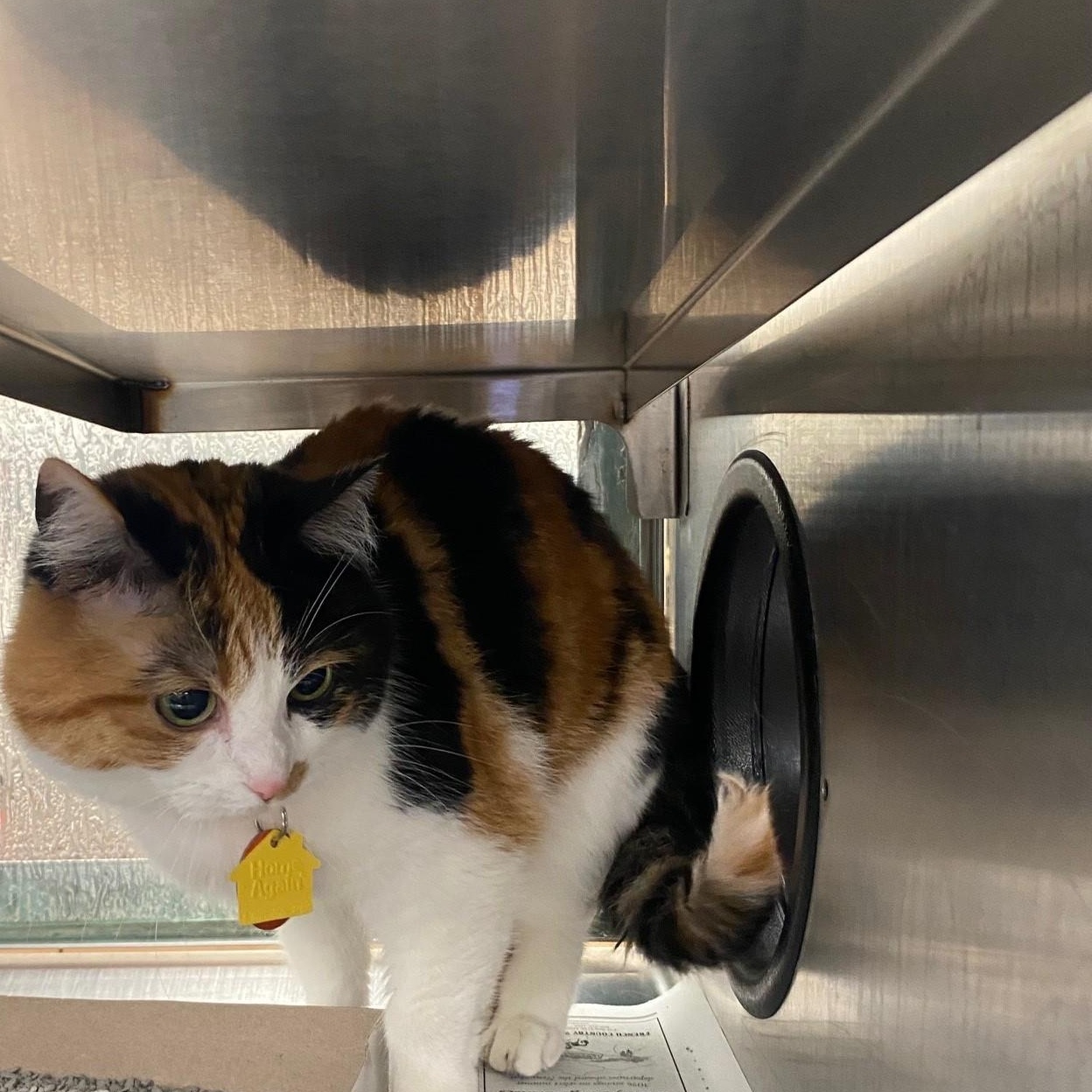 Enlarge Autumn A216781, an adopted Calico in Plano, TX image 2/3