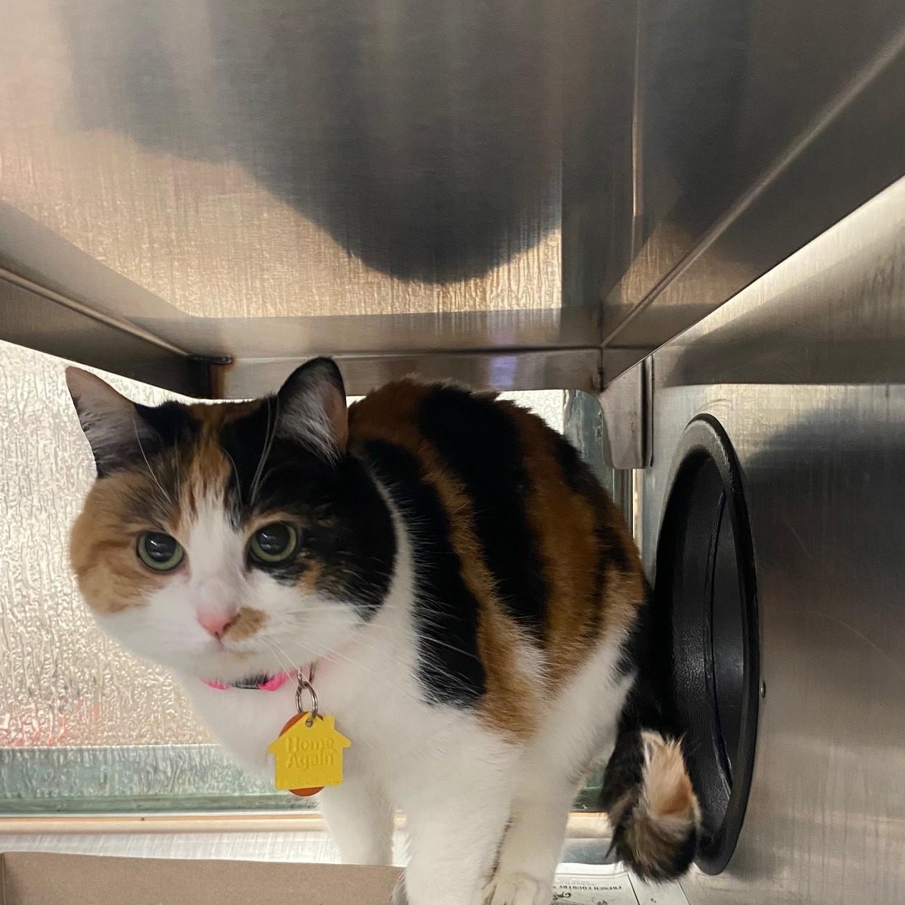 Enlarge Autumn A216781, an adopted Calico in Plano, TX image 1/3