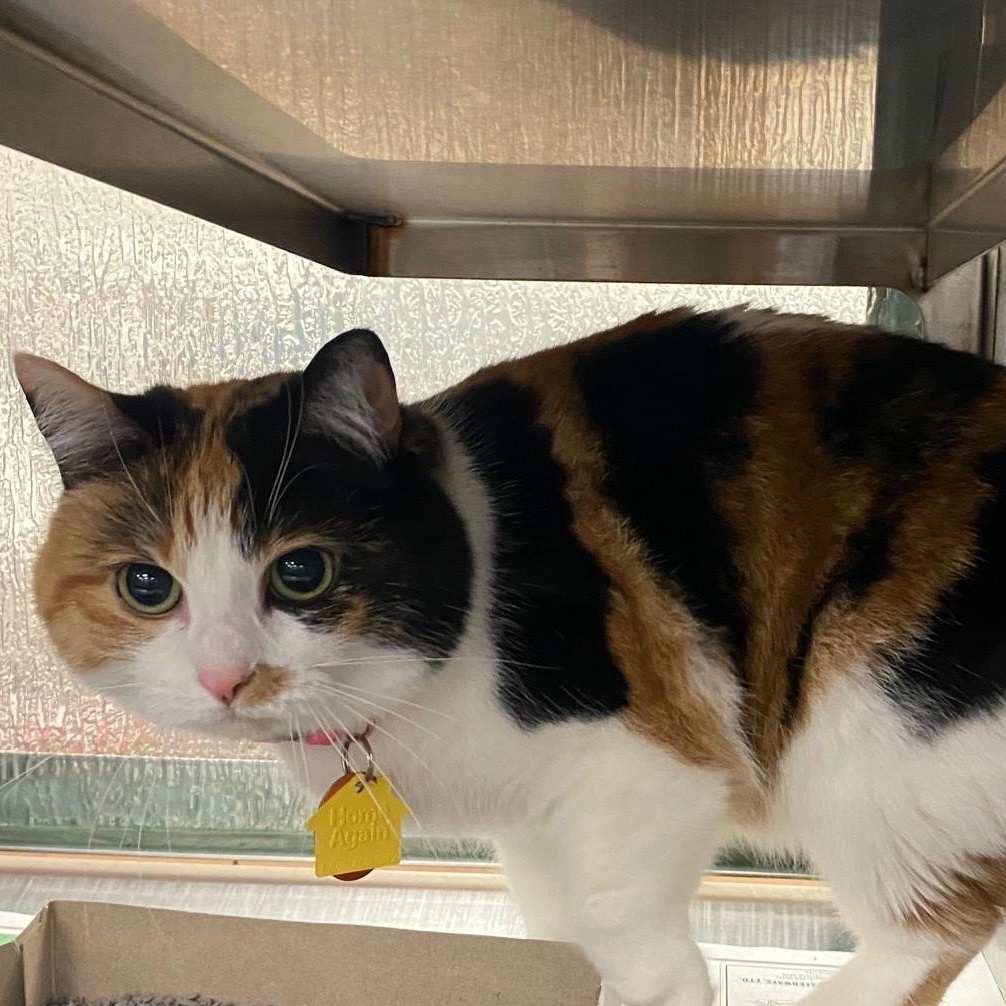 Enlarge Autumn A216781, an adopted Calico in Plano, TX image 3/3