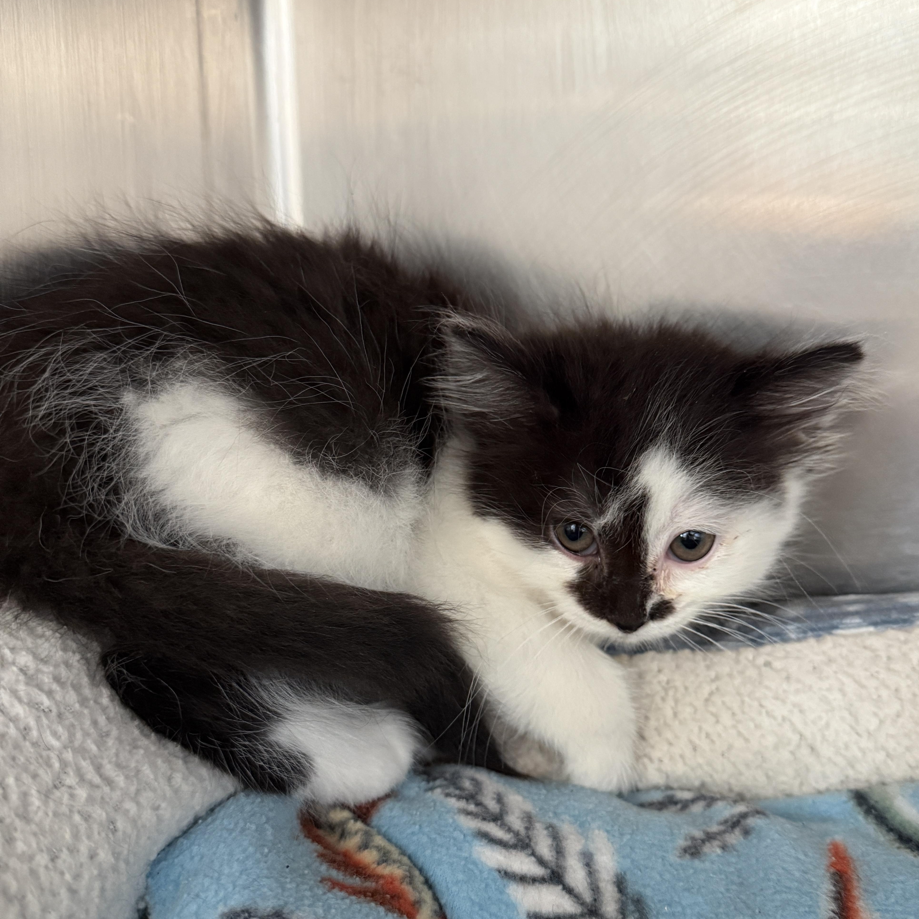 Selena, Adoptable, Kitten Female Domestic Medium Hair.