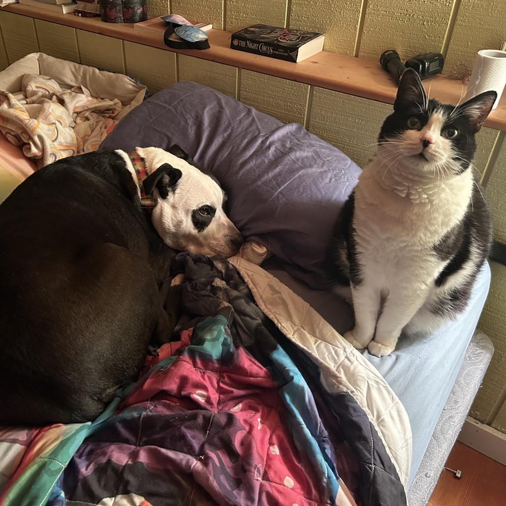 Penelope, Adoptable, Senior Female Domestic Short Hair.