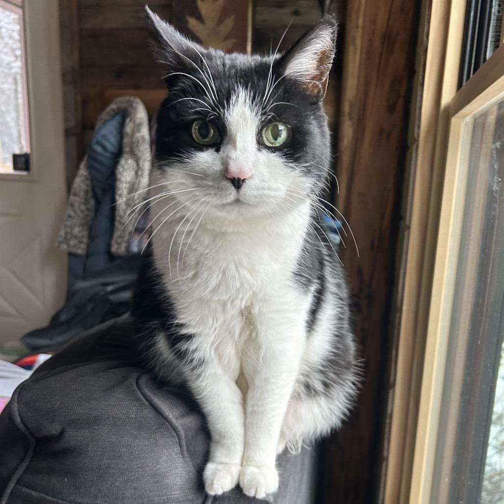 Enlarge Penelope, a Adoptable Domestic Short Hair in Grand Junction, CO image 3/5