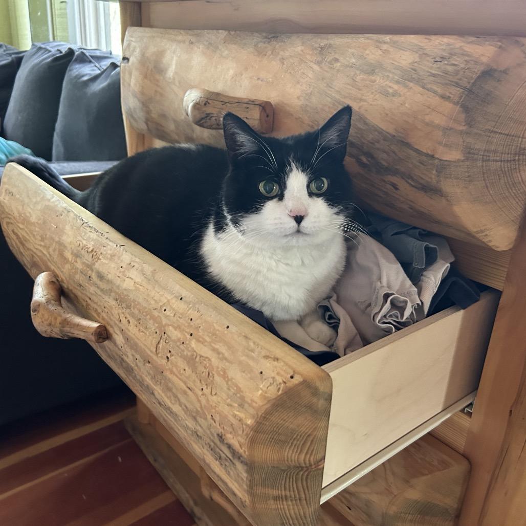 Enlarge Penelope, a Adoptable Domestic Short Hair in Grand Junction, CO image 2/5