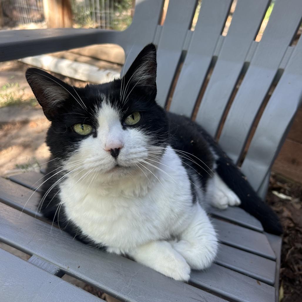 Enlarge Penelope, a Adoptable Domestic Short Hair in Grand Junction, CO image 4/5