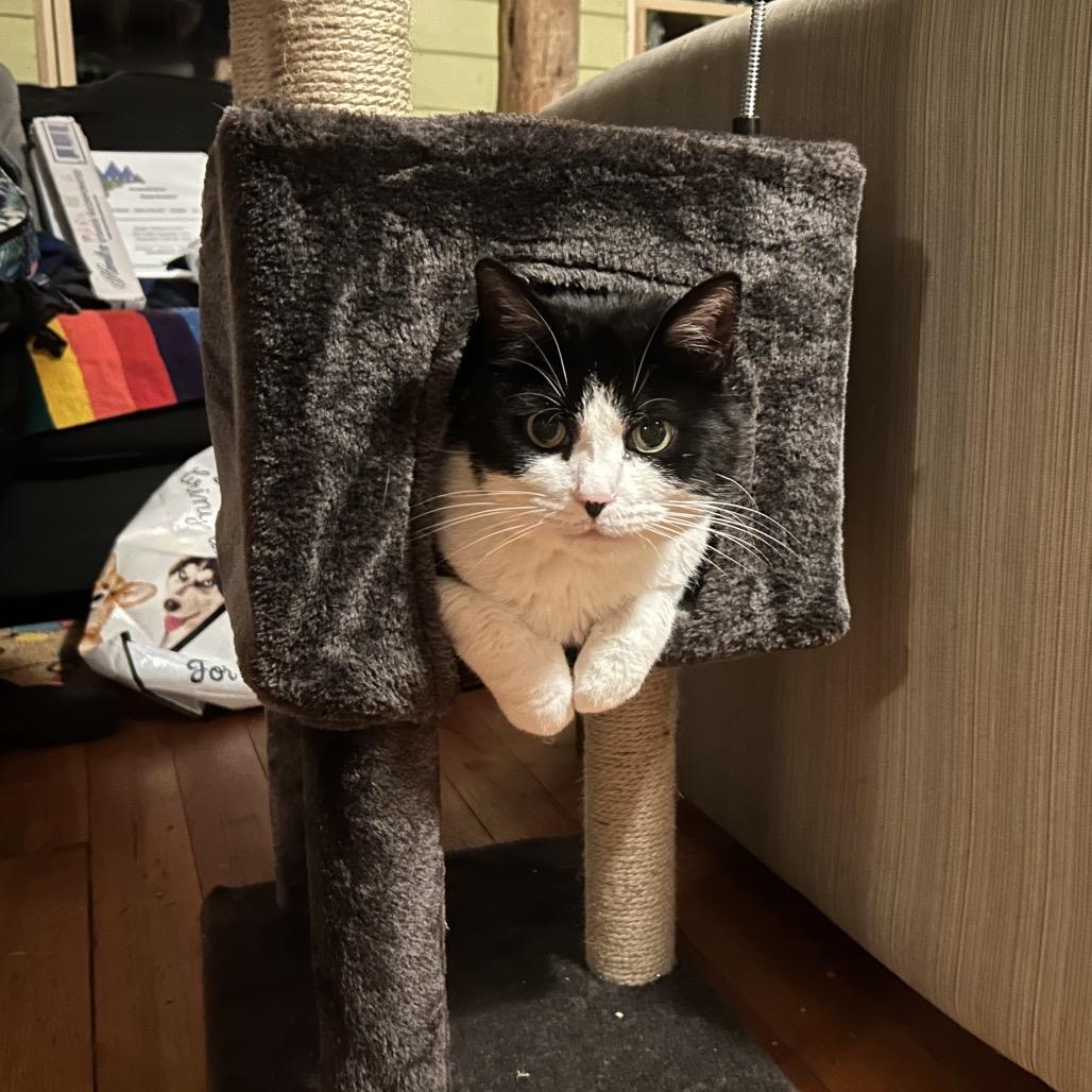 Enlarge Penelope, a Adoptable Domestic Short Hair in Grand Junction, CO image 5/5